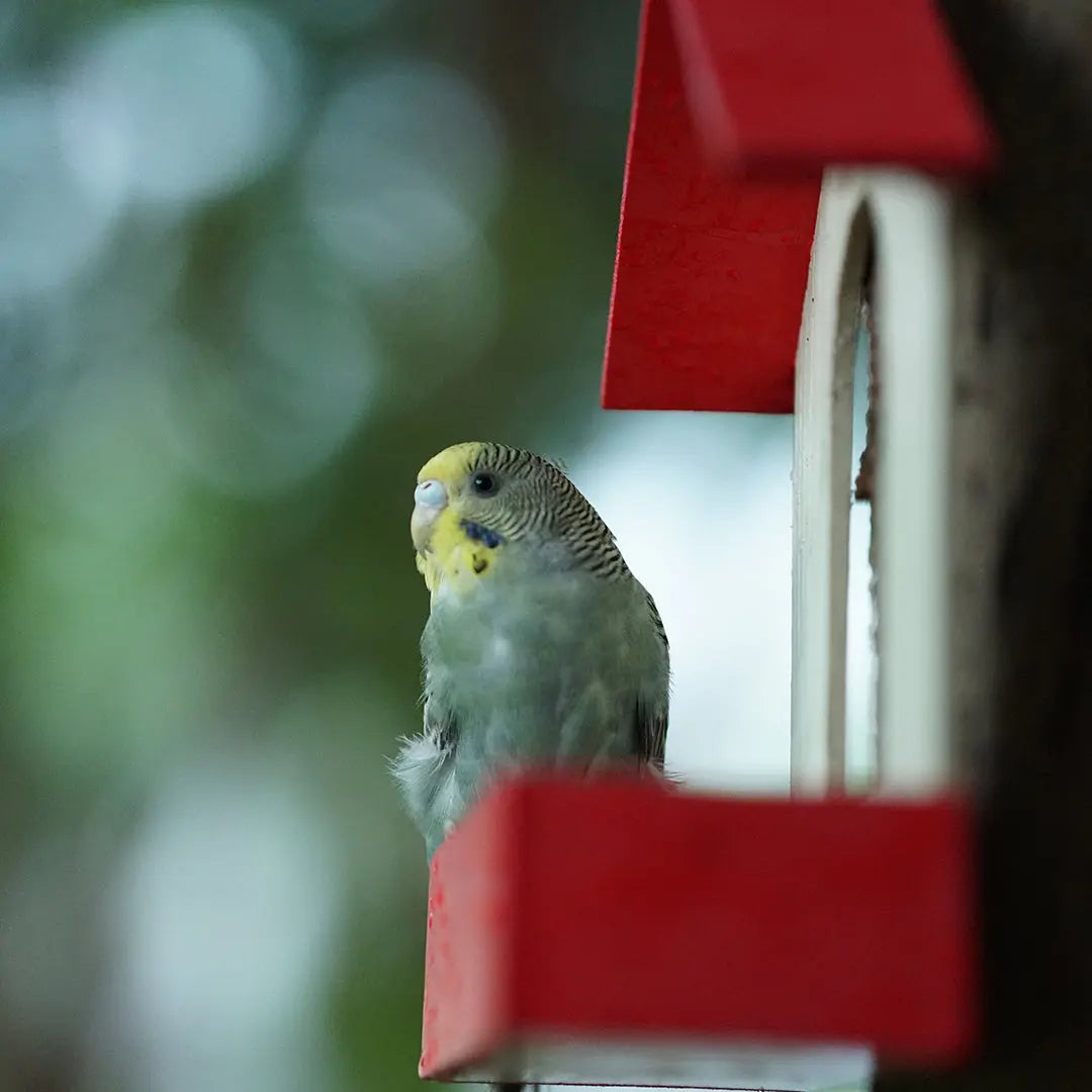 (Pack Of 3) Bird Feeder haikalpk