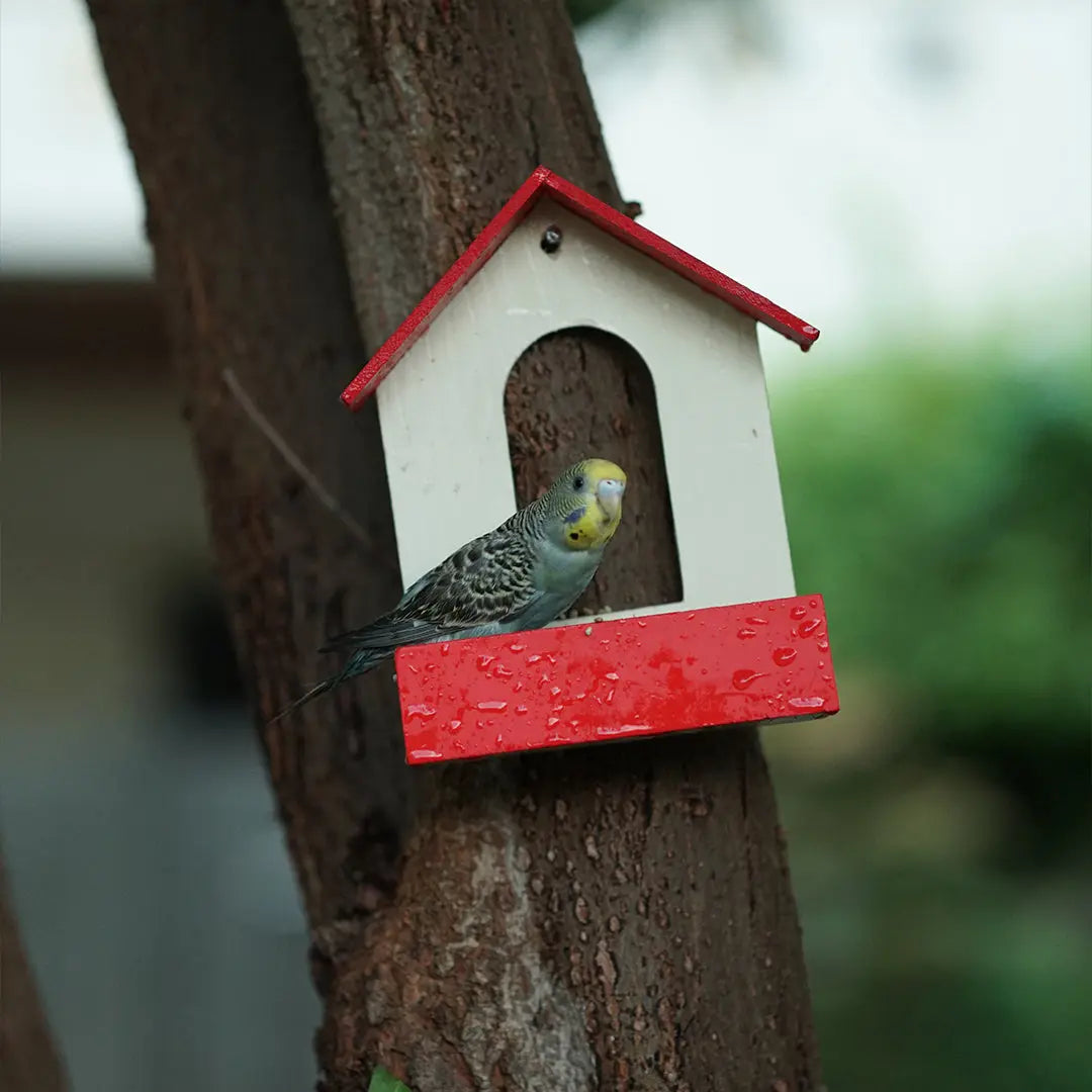 (Pack Of 3)  Bird Feeder haikalpk
