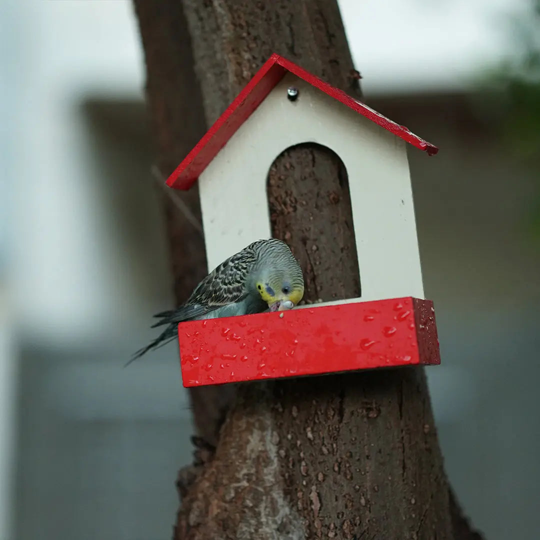 (Pack Of 3)  Bird Feeder haikalpk