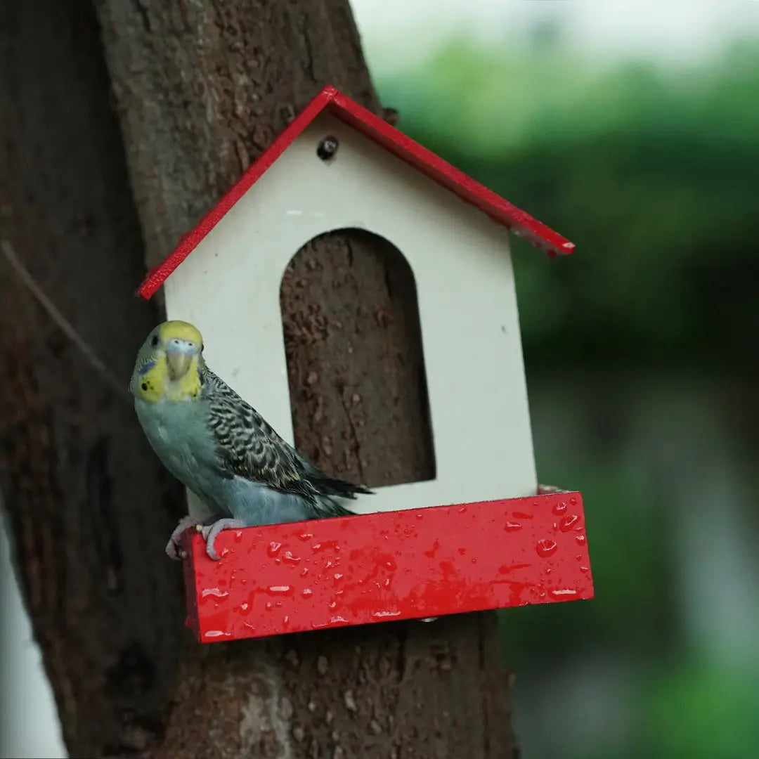(Pack Of 3)  Bird Feeder haikalpk